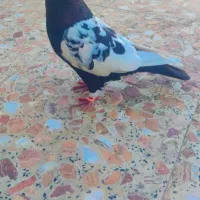 کبوتر سینه ای