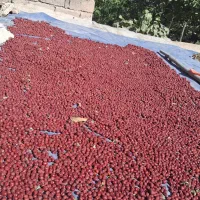 عناب تازه و باکیفیت