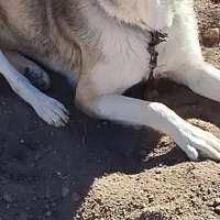 سگ سرابی عراقی|سگ|اردبیل, |دیوار