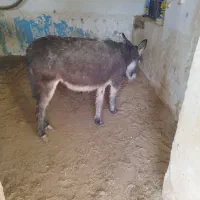 الاغ و کره الاغ