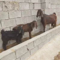 سلام یک عددبزدوقلوبادوکهرنر|حیوانات مزرعه|برازجان, |دیوار