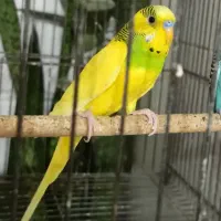 مرغ عشق نر 100 تومن