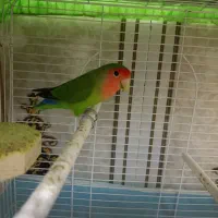 طوطی برزیلی|پرنده|سوسنگرد, |دیوار