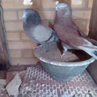 کفتر پرشی درجه یک