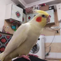 عروس هلندی ماده