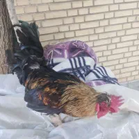 خروس|حیوانات مزرعه|نجف‌آباد, امیرآباد|دیوار
