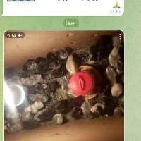 فروش مستقیم دستگاههای جوجه کشی تمام اتوماتیک|لوازم جانبی حیوانات|سنندج, |دیوار