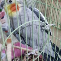 عروس هلندی با قفس