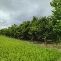 خرمالو بندپی غربی بابل