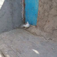 کبوتر غریب گیری