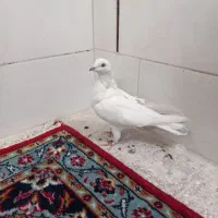 کبوتر پرشی خوش خال بازی کن|پرنده|اصفهان, حصه جنوبی|دیوار