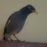 جوجه میناچهارماهه باهوش|پرنده|یزد, |دیوار