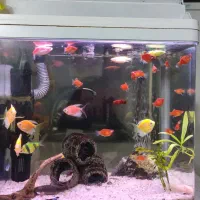 آکواریوم عروسک با متعلقات کامل رایگان|ماهی|رشت, دیانتی|دیوار