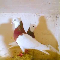 طوقی  هفترنگ کفتر کبوتر رنگه المانی کاکلی سوسکی|پرنده|تربت‌حیدریه, ترمینال|دیوار