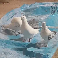 کبوتر تک پر  اس