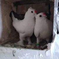 جفت کبوتر دم سبز هلندی کاکلی