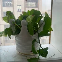 گلدان طبیعی