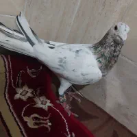 کفتر سرور
