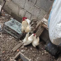 مرغ و خروس مینیا توری