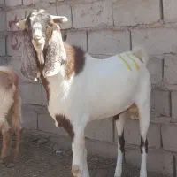 نر بز بزری|حیوانات مزرعه|میان جلگه, |دیوار