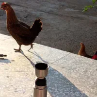 مرغ وخروس پاکوتاه|حیوانات مزرعه|بندرعباس, |دیوار