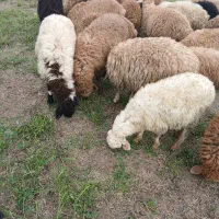 ۱۸ بره نر|حیوانات مزرعه|اصلاندوز, |دیوار