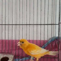 فروش یک عدد قناری نر شور|پرنده|اردکان, |دیوار