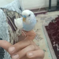 مرغ عشق