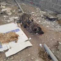 سگ پیدا شده|حیوانات|مشهد, فاطمیه|دیوار