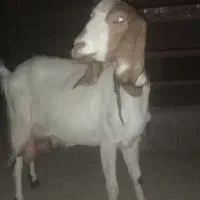 بز عراقی اصیل پرشیر ۳ساله