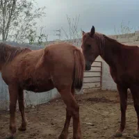 مادیان با کره 8ماه کره هم قصراق