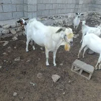 نر صومال اصل