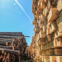 فروش چوب نراد