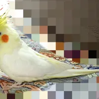 فروش عروس هلندی ماده|پرنده|طبس, |دیوار
