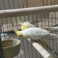 فروش عروس هلندی مولد|پرنده|اصفهان, ارداجی|دیوار