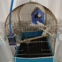 فنچ نرگسی مولد