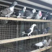 کبوتر جوجه هوایی|پرنده|قائم‌شهر, |دیوار