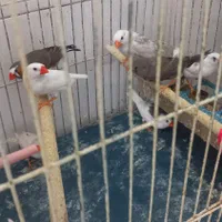 تعدادی فنچ نرو ماده بالغ