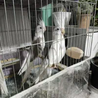 عروس هلندی دوکت درجه یک