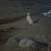 سگ گوسفندی|سگ|شیروان (خراسان), |دیوار