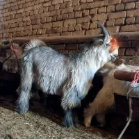 بره قوچی و کهره دوبری|حیوانات مزرعه|بروجن, |دیوار