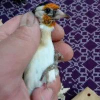 سهره نر خاص خاص|پرنده|تبریز, |دیوار