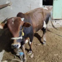 گوساله چاق نر|حیوانات مزرعه|زهک, |دیوار