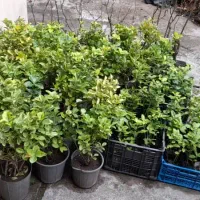 فروش گل شماره ی تماس|گل و گیاه طبیعی|نوشهر, |دیوار