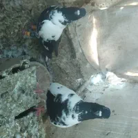 افغانی دم سفید