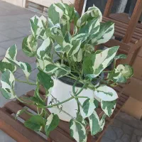 گل اپارتمانی برکه|گل و گیاه طبیعی|یزد, |دیوار