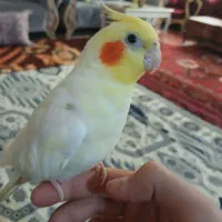 عروس هلندی سخنگو