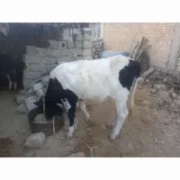 فروش گوساله  درجه یک برا قصابی