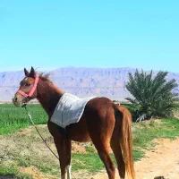 اسب|اسب و تجهیزات اسبسواری|بهبهان, |دیوار