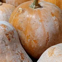 کدو حلوایی شیرین + هایپر میوه گلچین|خوردنی و آشامیدنی|شاهدشهر, |دیوار